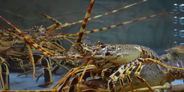 Menurun, Tangkapan Udang Lobster di Pangandaran, Penyebabnya Perburuan Baby-nya Cukup Marak
