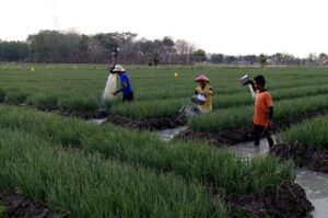 Jabar Selatan bisa jadi sentra pertanian.