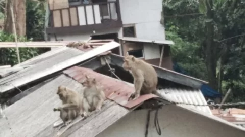 VIRAL Kawanan Monyet Muncul di Pemukiman dan Jalan Raya Dago, Kota Bandung, Pertanda Apa?