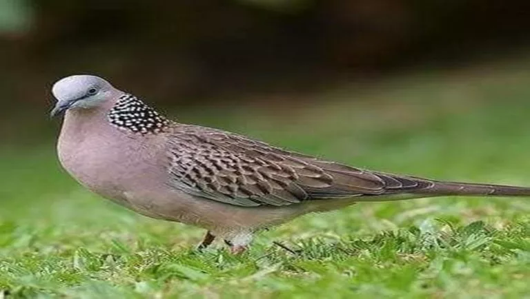 merawat burung derkuku atau tekukur