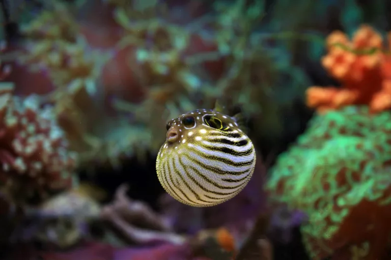 Gejala Keracunan Ikan Buntal yang 1000 kali Lebih Berbahaya dari Sianida