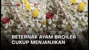 Ayam pedaging