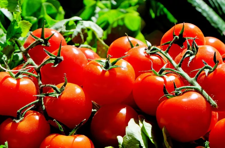 manfaat tomat untuk kesehatan otak