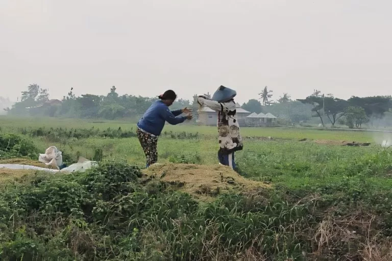 Tantangan Petani di Kampung Citaliktik: Menjaga Produktivitas Meski Lahan Sawah Menyusut