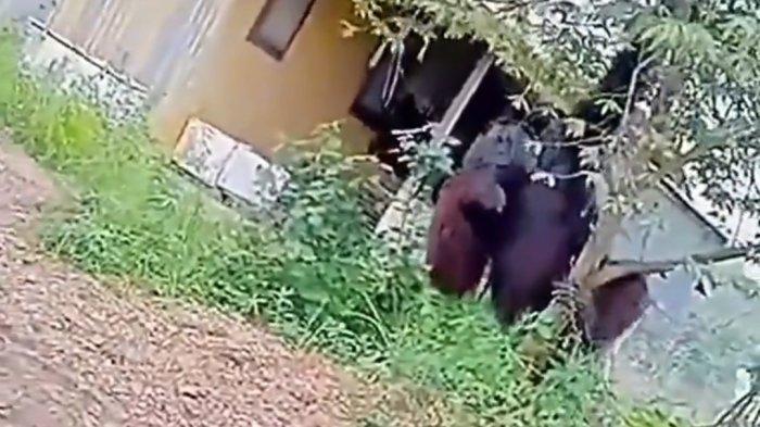 Viral Penampakan Orangutan Raksasa Setinggi Rumah Bikin Heboh Netizen