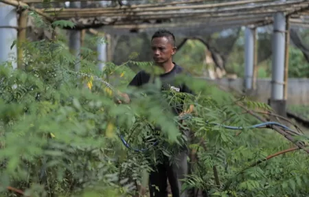 Lahan Hijau yang Disiapkan PLN untuk Ekosistem Biomassa