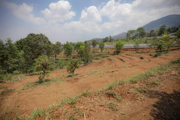 Penghijauan Lahan Kritis, Pemkot Bandung Bakal Tanam 3 Ribu Pohon di Kawasan ini