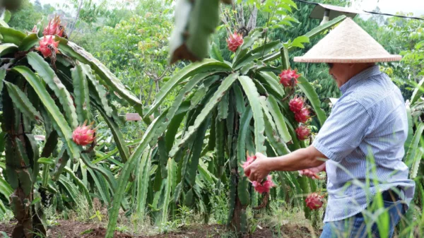 Argowisata Buah Naga di Garut