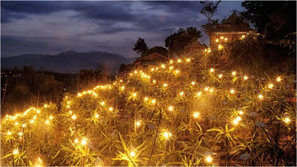 Lighting kebun buah naga pesona dengan keindahannya