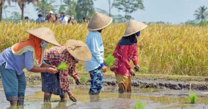 Berikut cara mendaftar program petani milenial