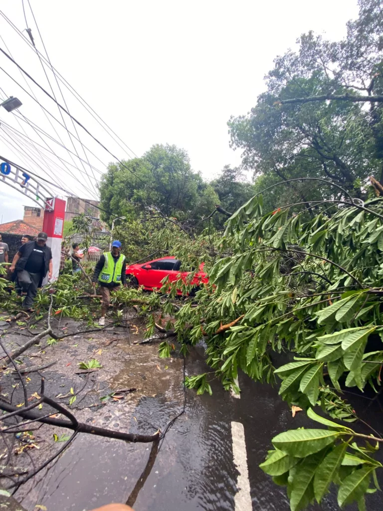 Pohon tumbang di Bandung