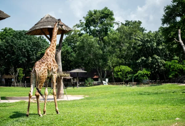 Kebun Binantang Bandung