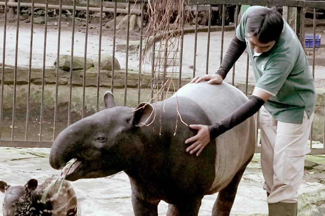 salah satu hewan di Bandung Zoo