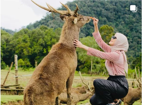 Penangkaran rusa di Kampung Cai Ranca Upas. 