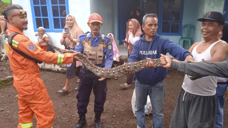 Petugas Damkar Kabupaten Tasikmalaya Saat Evakuasi Ular Sanca Kembang berukuran Besar.