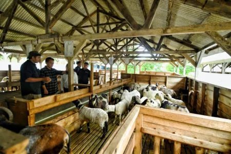 Jabar Perkuat Ketahanan Pangan Melalui Pengembangan Pembibitan Domba Garut