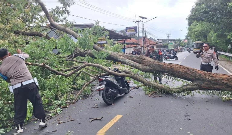 Pohon Tumbang di Jalur Cirebon-Kuningan, Kemacetan 10 Kilometer di Hari Imlek