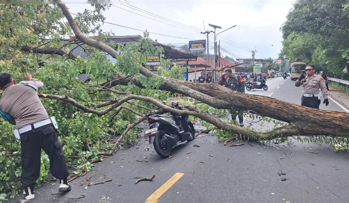 Pohon Tumbang di Jalur Cirebon-Kuningan, Kemacetan 10 Kilometer di Hari Imlek