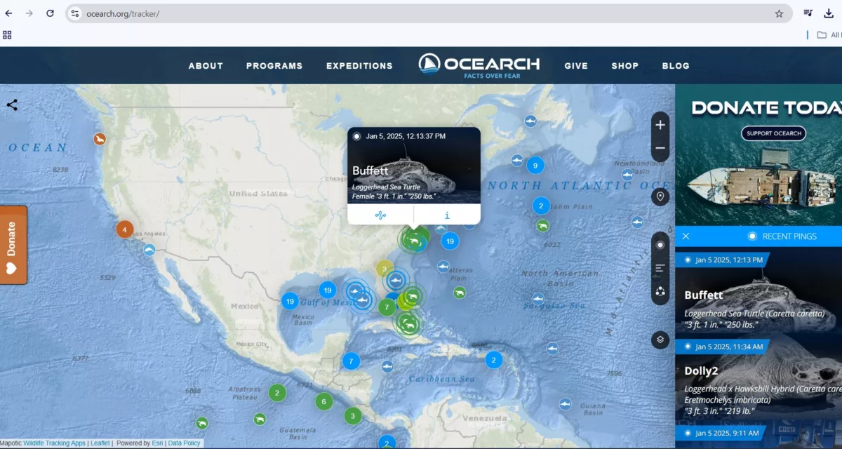 Website OCEARCH Shark Tracker