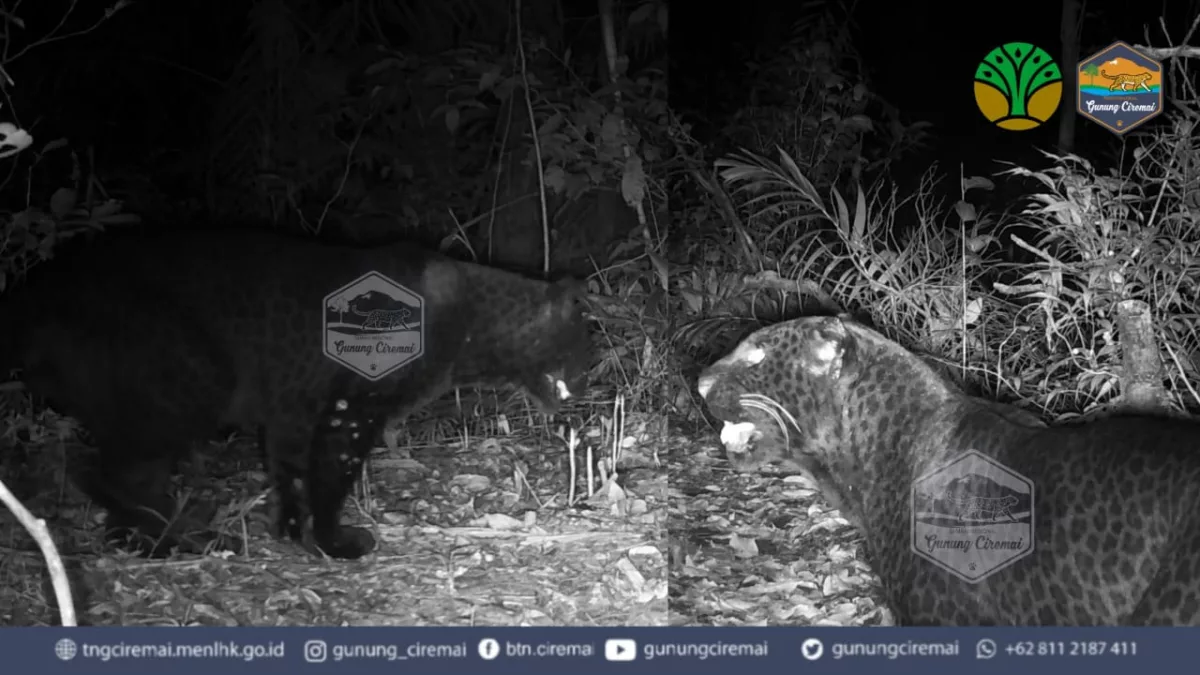 Macan Tutul Jawa di Gunung Ciremai Berhasil Terpantau Kamera Jebak