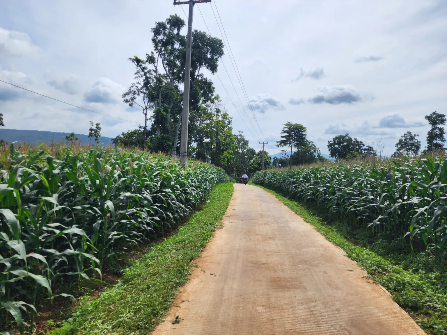 Garut Bersiap Panen Raya Jagung, Target Produksi Capai 513 Ribu Ton