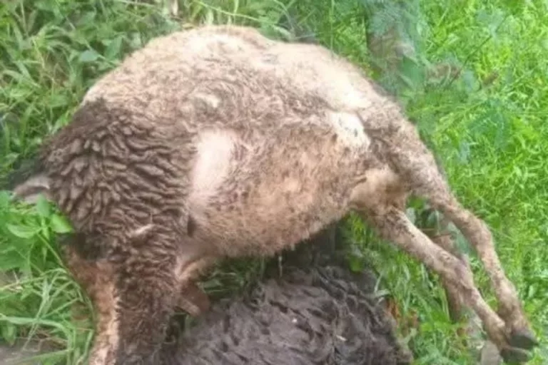 Kambing di Desa Wano Mati Diserang Anjing Hutan