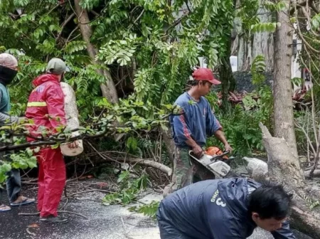 Mitigasi Bencana: DPKP Kota Bandung Intensifkan Pemangkasan Pohon