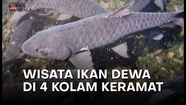 Ikan Dewa