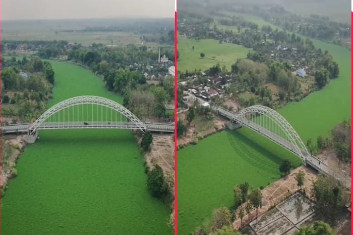 Langka! Sungai Bengawan Solo di Bojonegoro Kini Diselimuti Tanaman Eceng Gondok