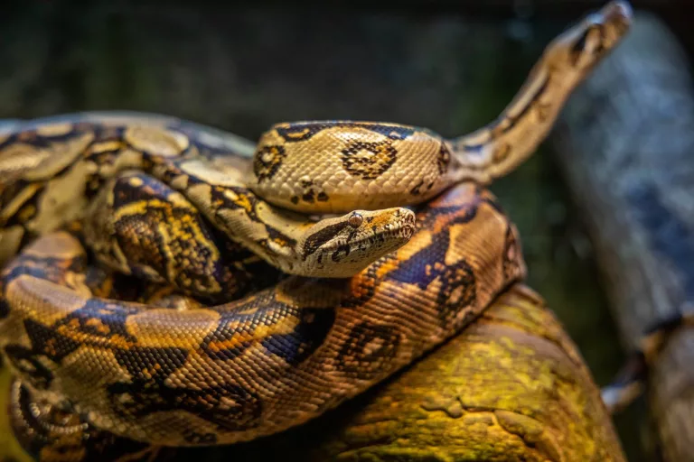 king kobra, salahsatu ular berbisa berbahaya di dunia